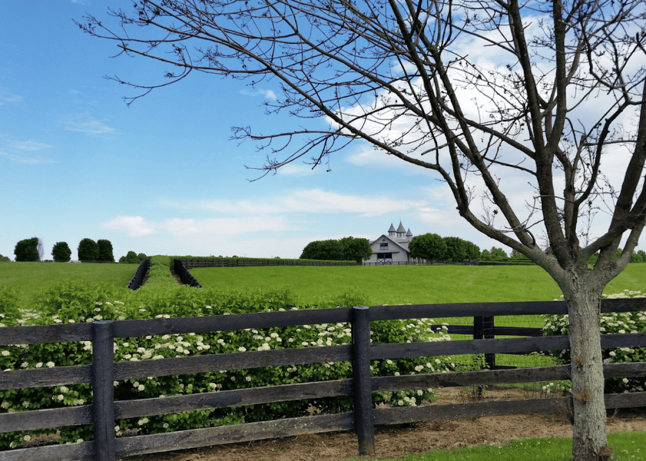 Green pastures on a farm