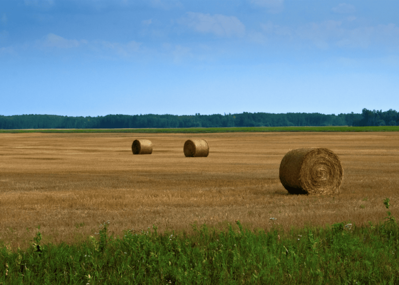 Hay bales in farm field