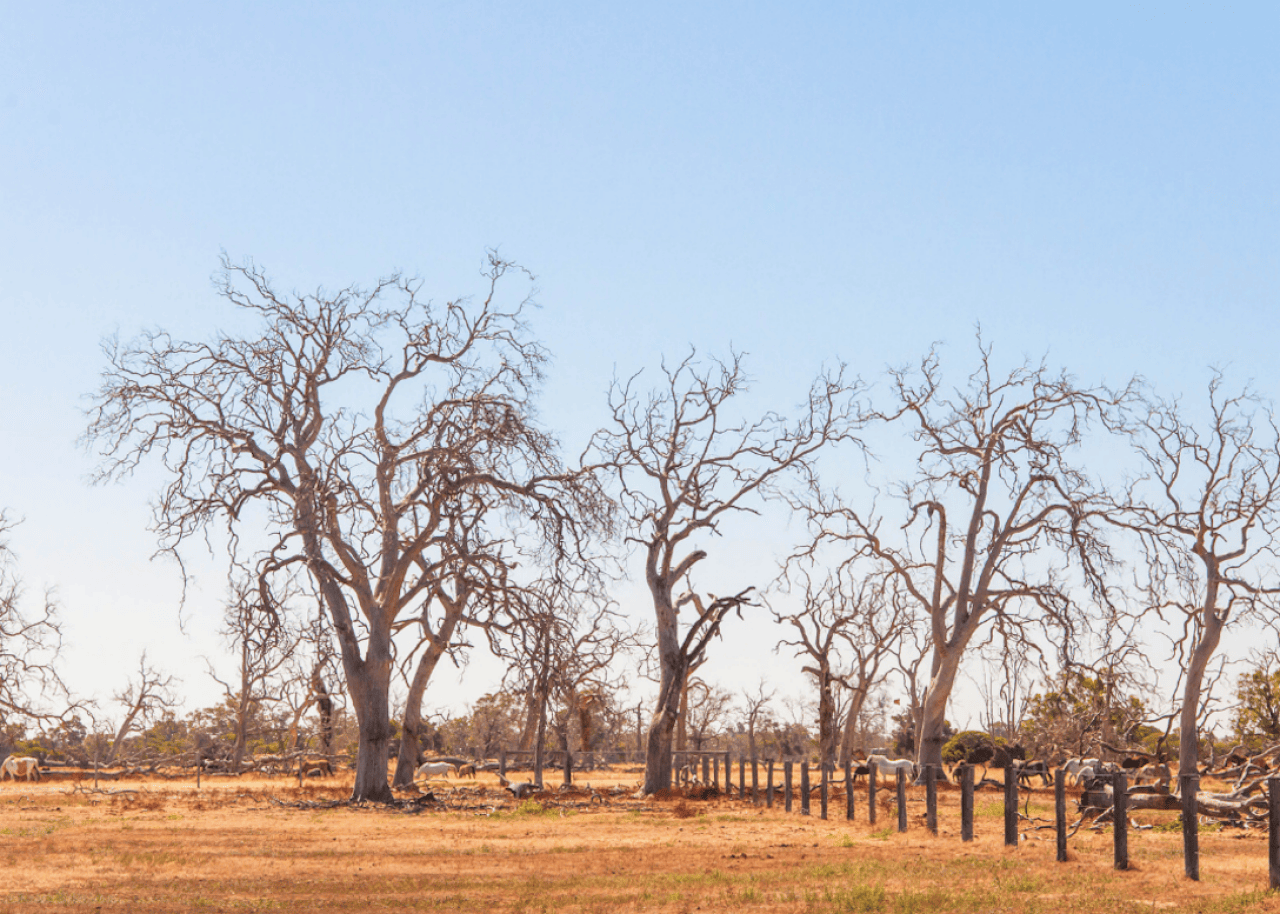 Trees without leaves