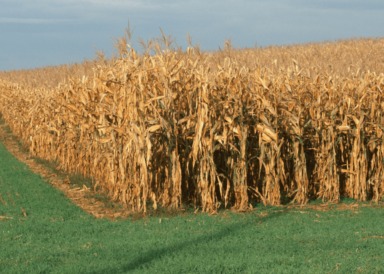 Late season corn field