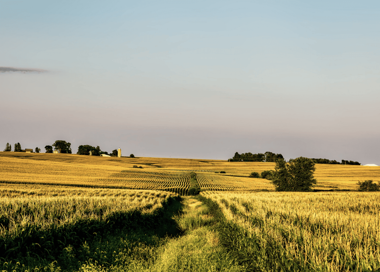 Rolling golden farmland