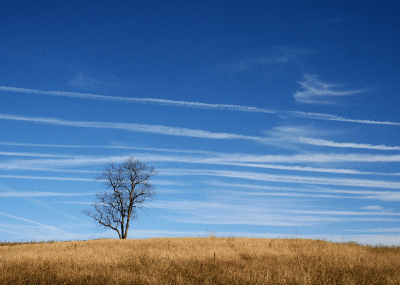 A single tree stands on brown grassy knoll