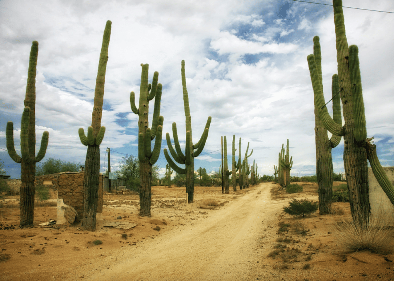 Cactuses in a desert landscape
