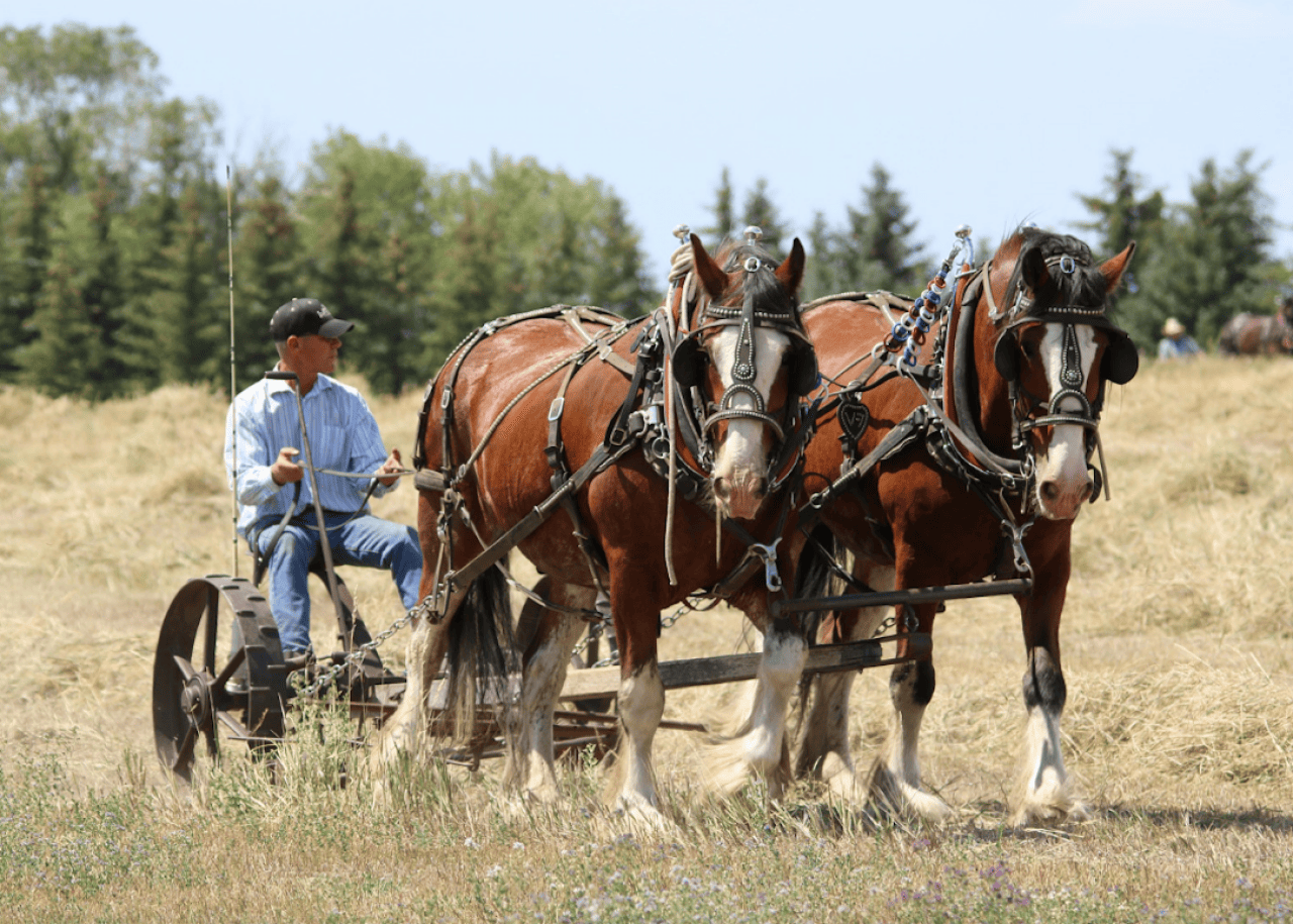 Horses pull an old farming machine