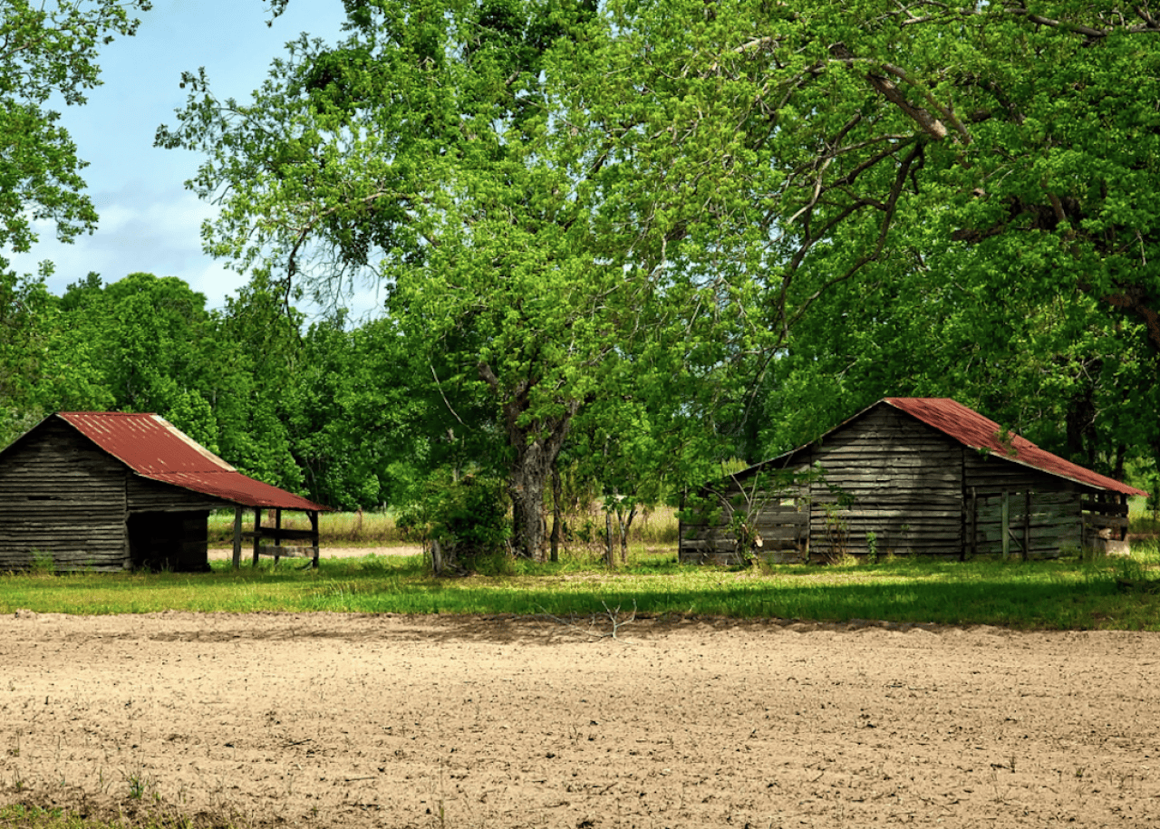 Old farm buildings under a canopy of leaves