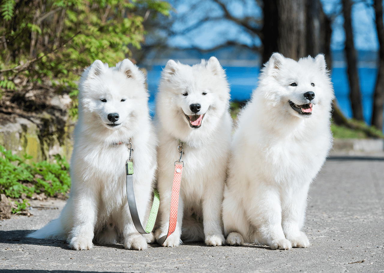 Three young white Samoyed dogs sitting on a walkway in a park.