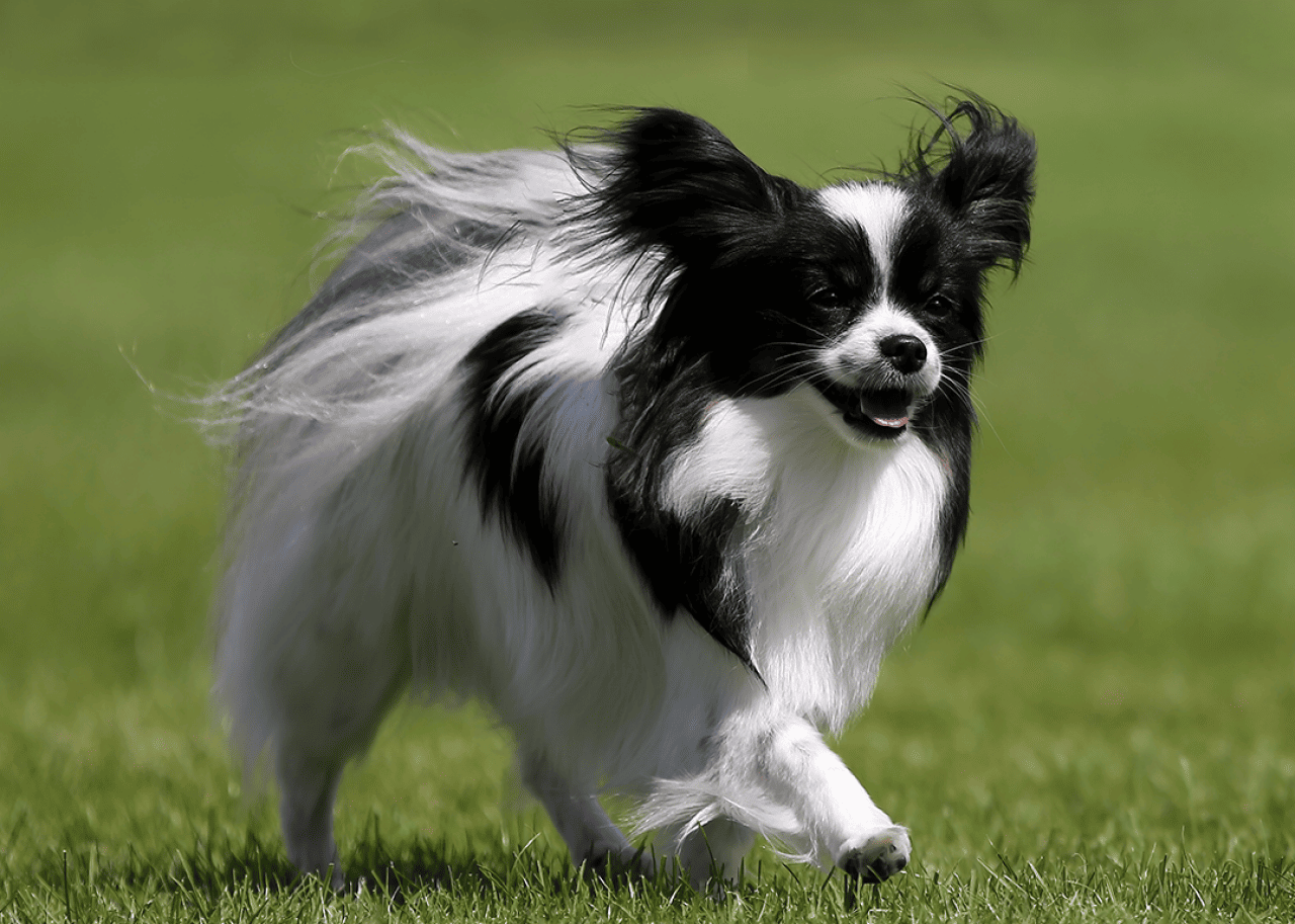 Black and white Papillon walking on breezy day.