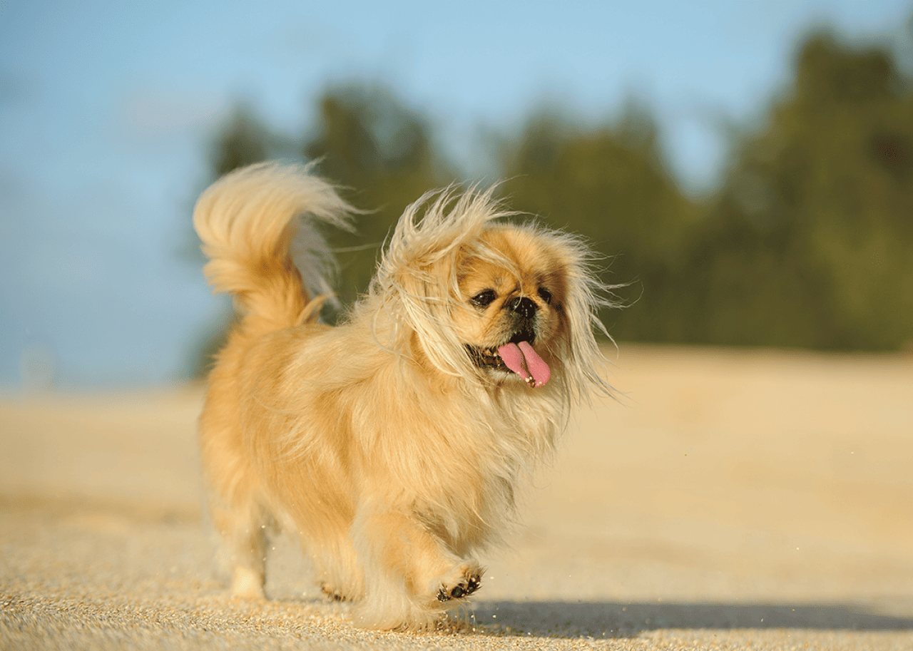 Pekingese walking on sandy beach.