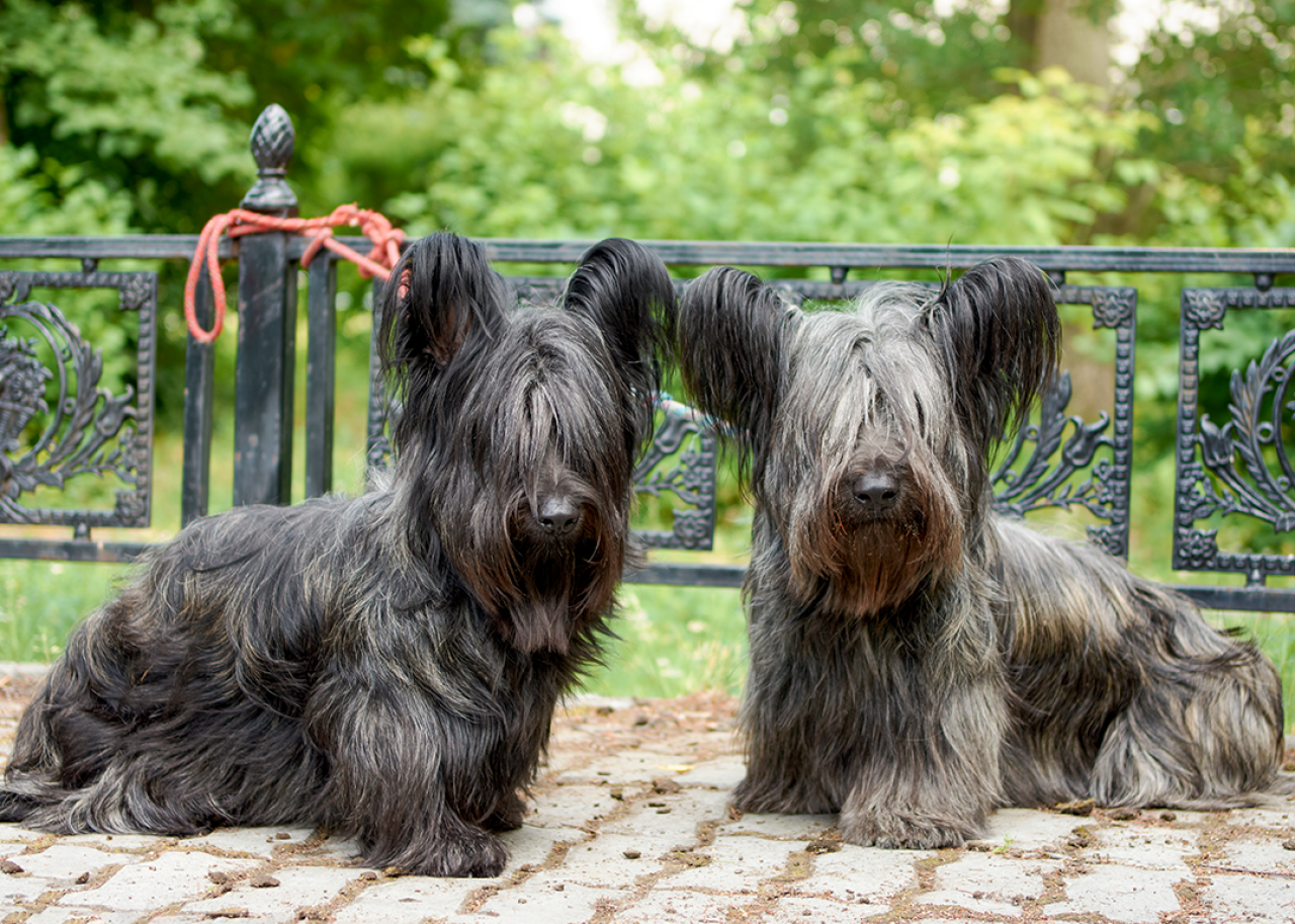 Two Sky Terriers sitting in park.