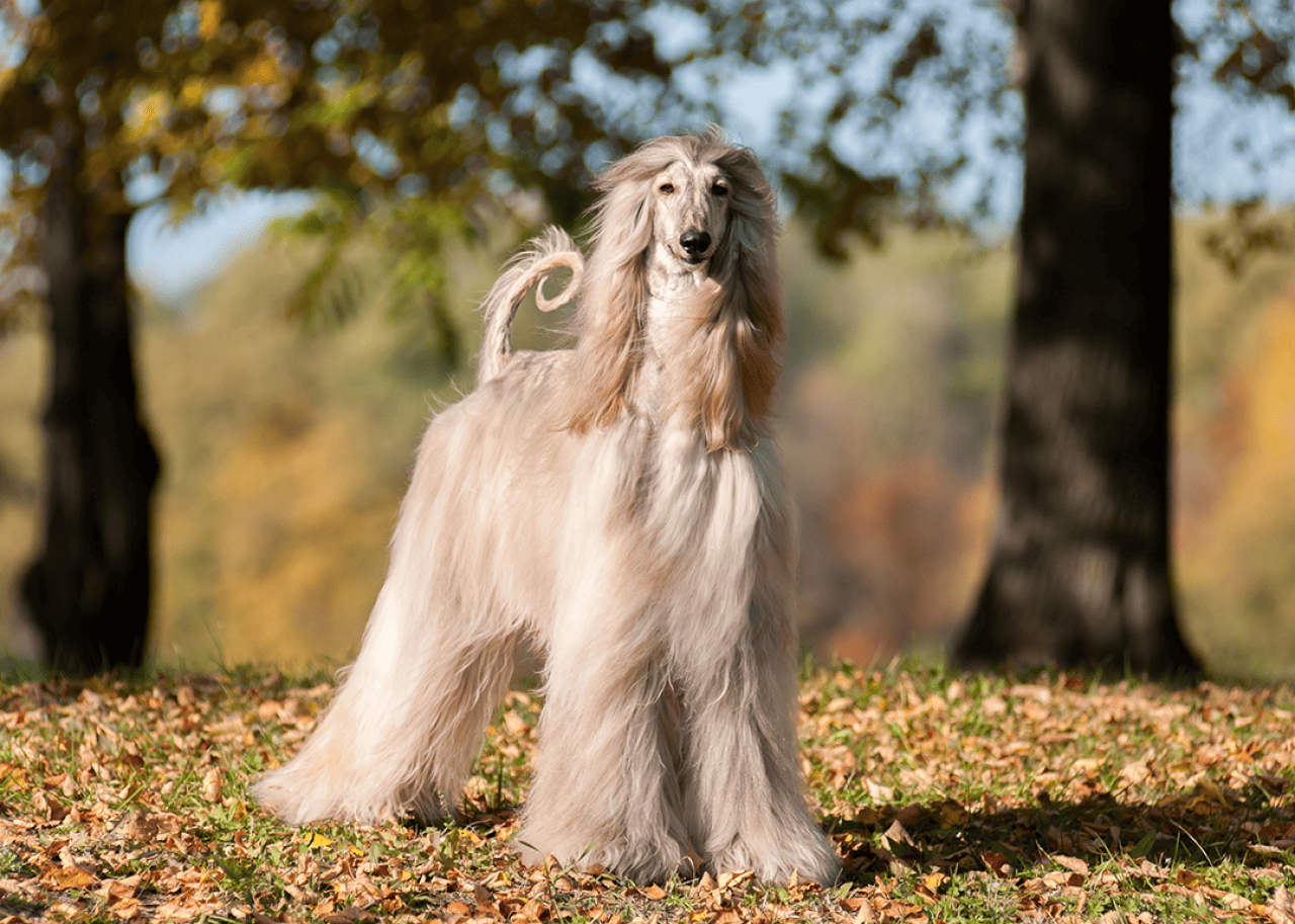 Afghan Hound autumn outside.
