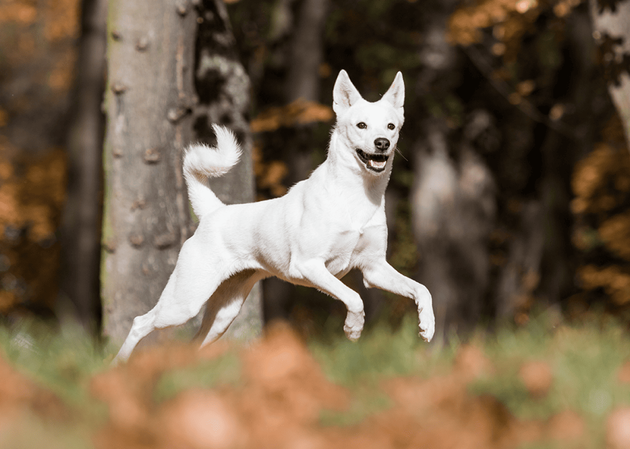 Caanan dog running in the park.