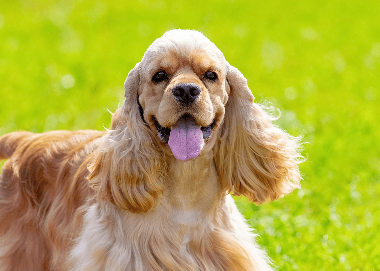 American cocker spaniel portrait.