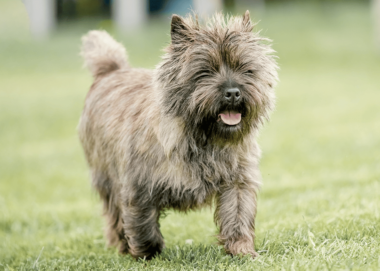 A Cairn Terrier walking in a field on a sunny day.