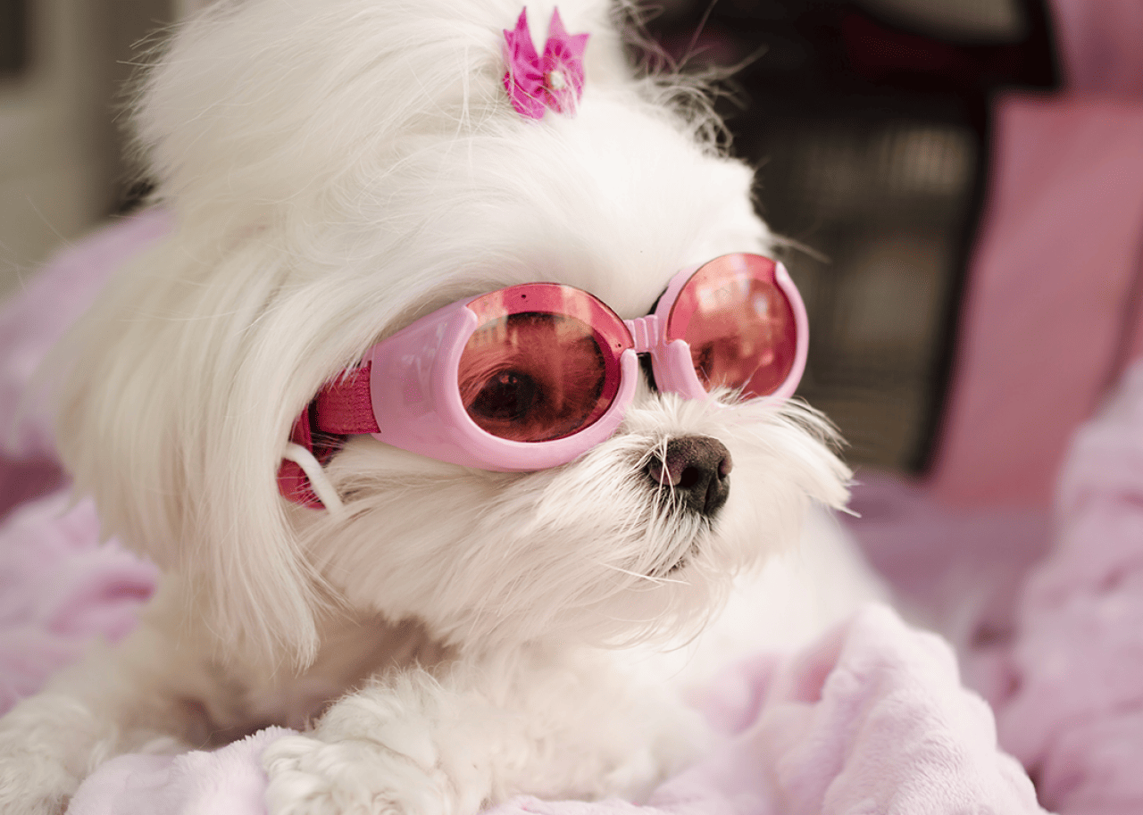 Fashionable trendy Maltese dog wearing pink goggles.