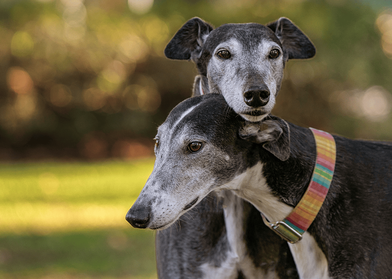 Two greyhounds, one resting their head on the other.