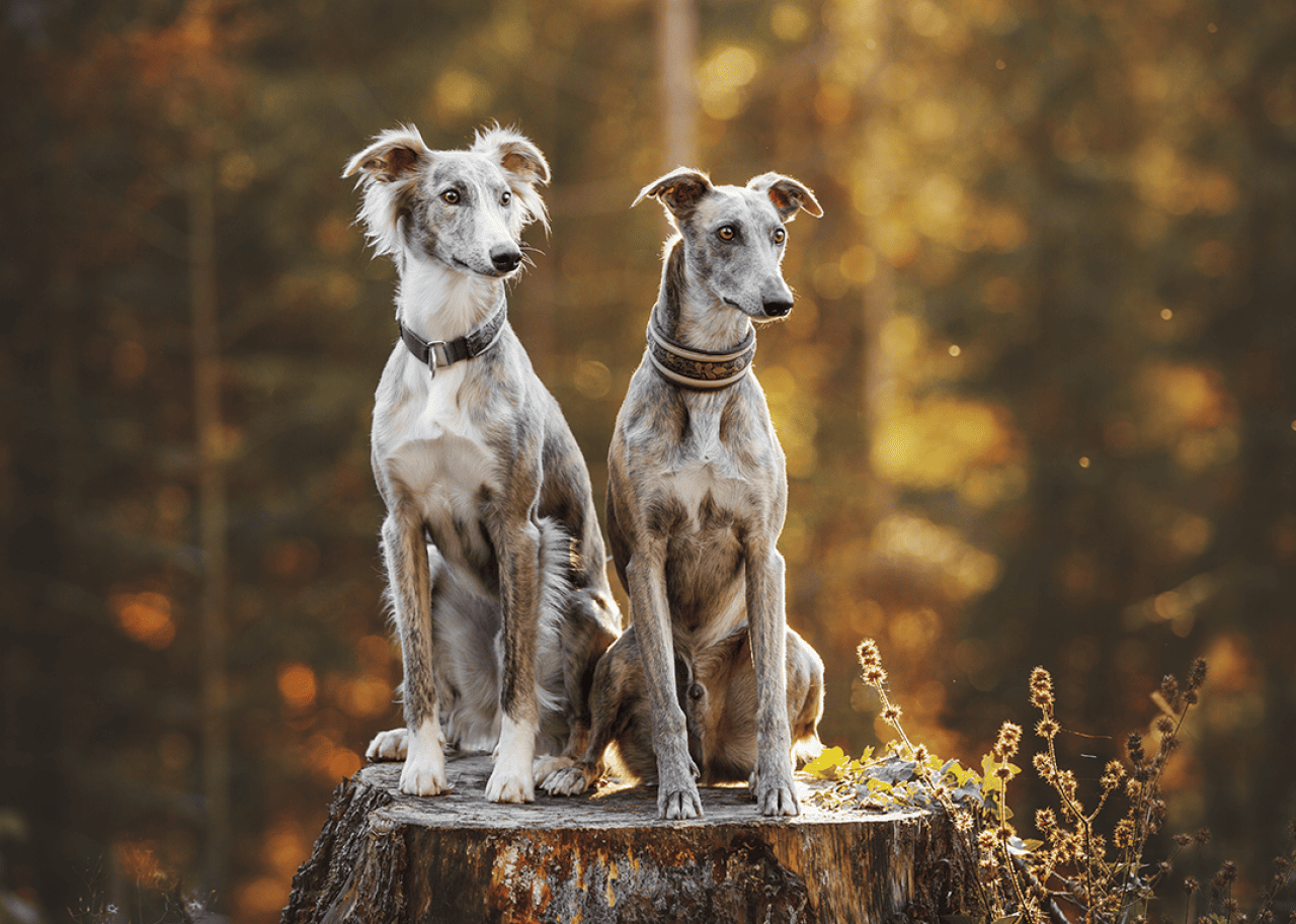 Two greyhounds sitting on tree stump in an autumnal forest.
