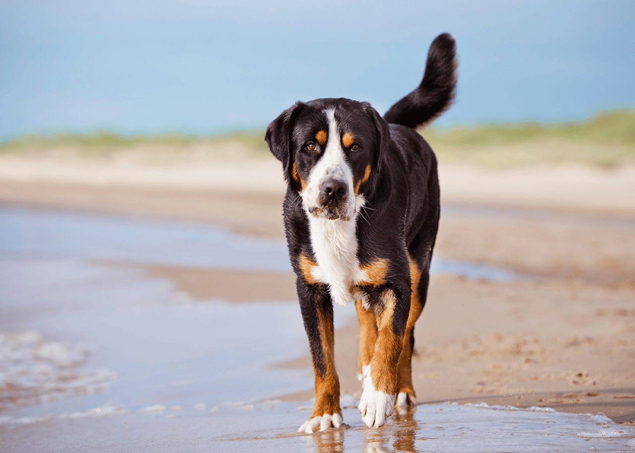 Great Swiss mountain dog on beach.
