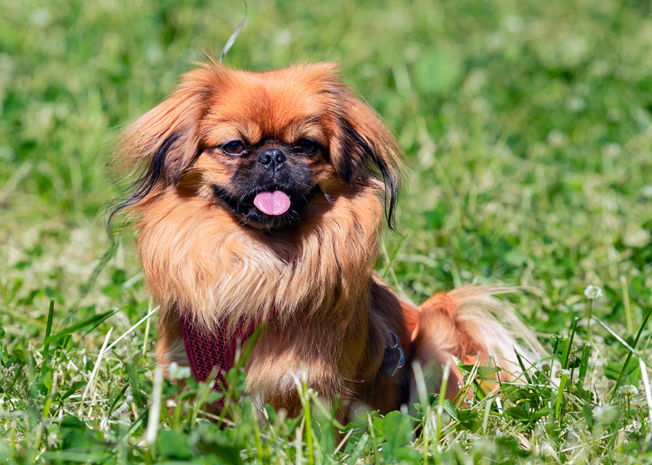 Pekingese sitting on green grass.