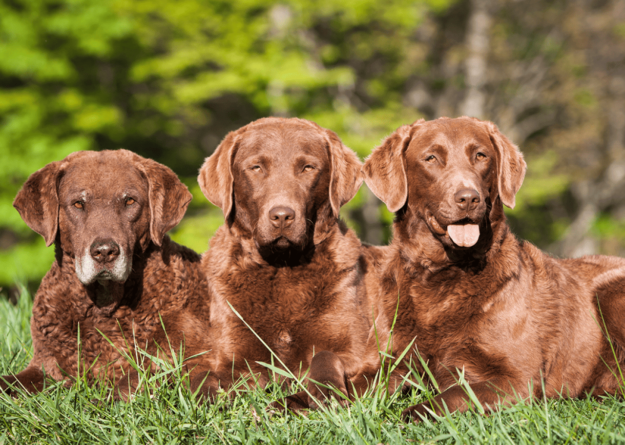 Outside portrait of three generations of Chesapeake Bay Retrievers.