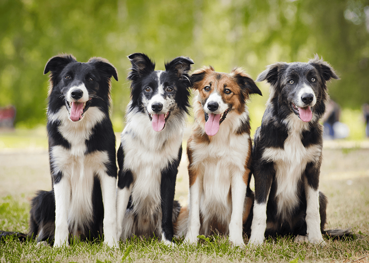 Four border collies sitting on the grass in summer.