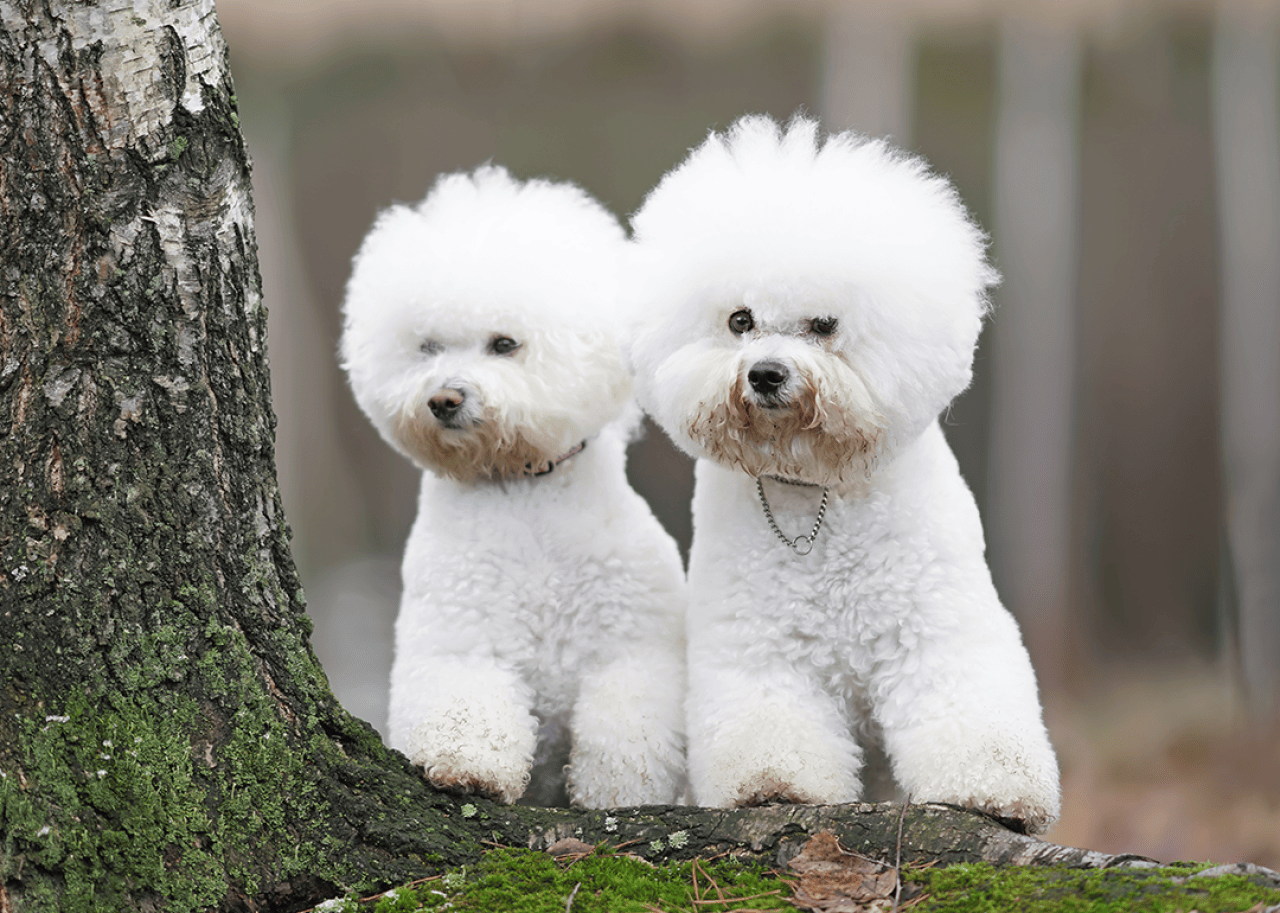 Two Bichon Frise sitting beside tree.