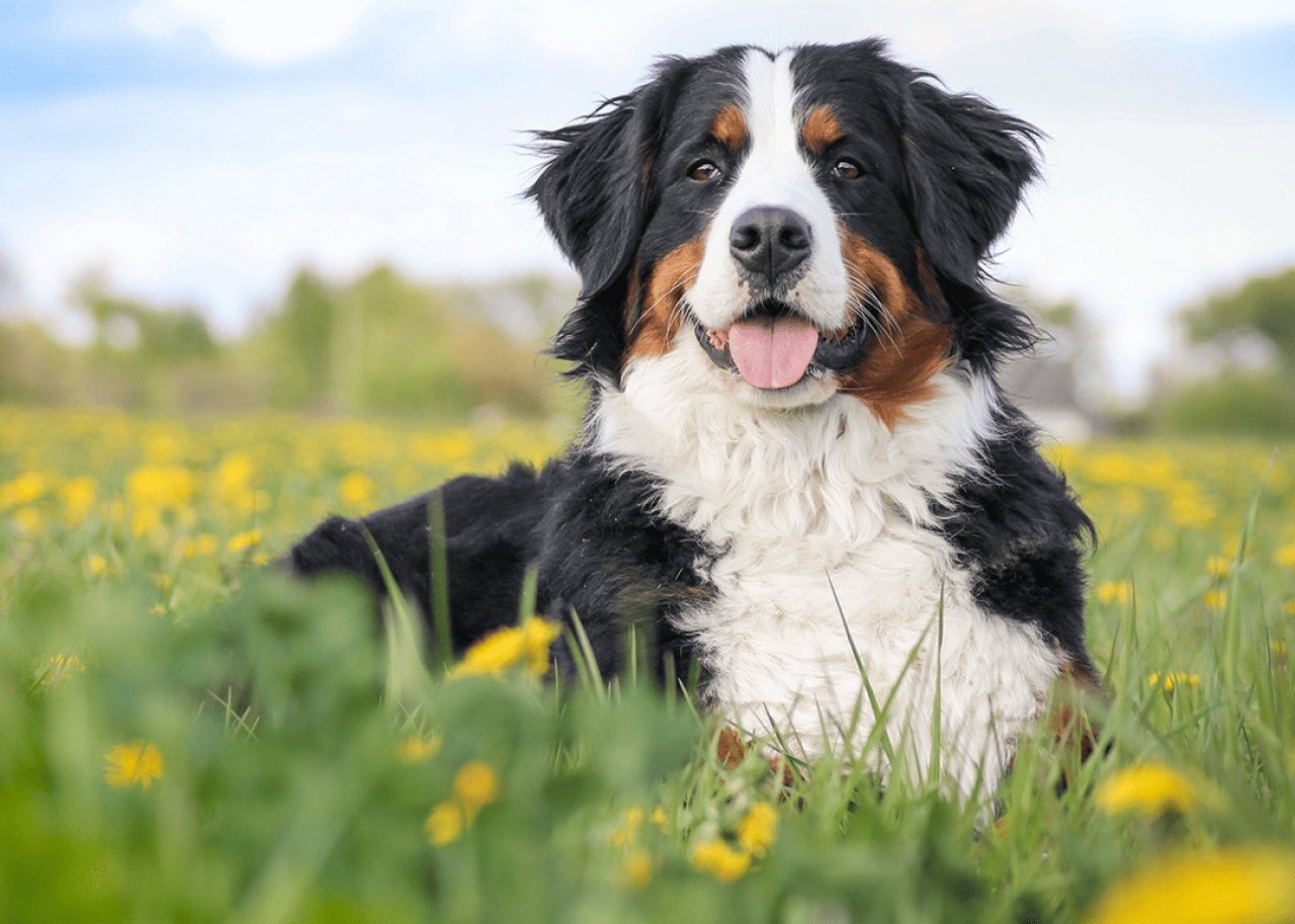 A Bernese mountain dog in a spring field.
