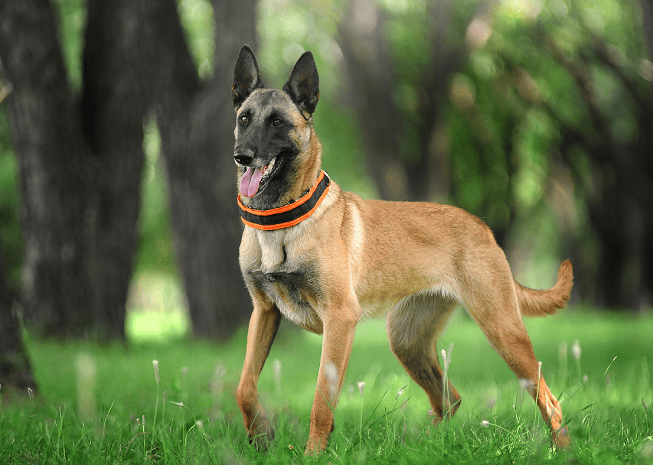 A Belgian Malinois standing in the forest.