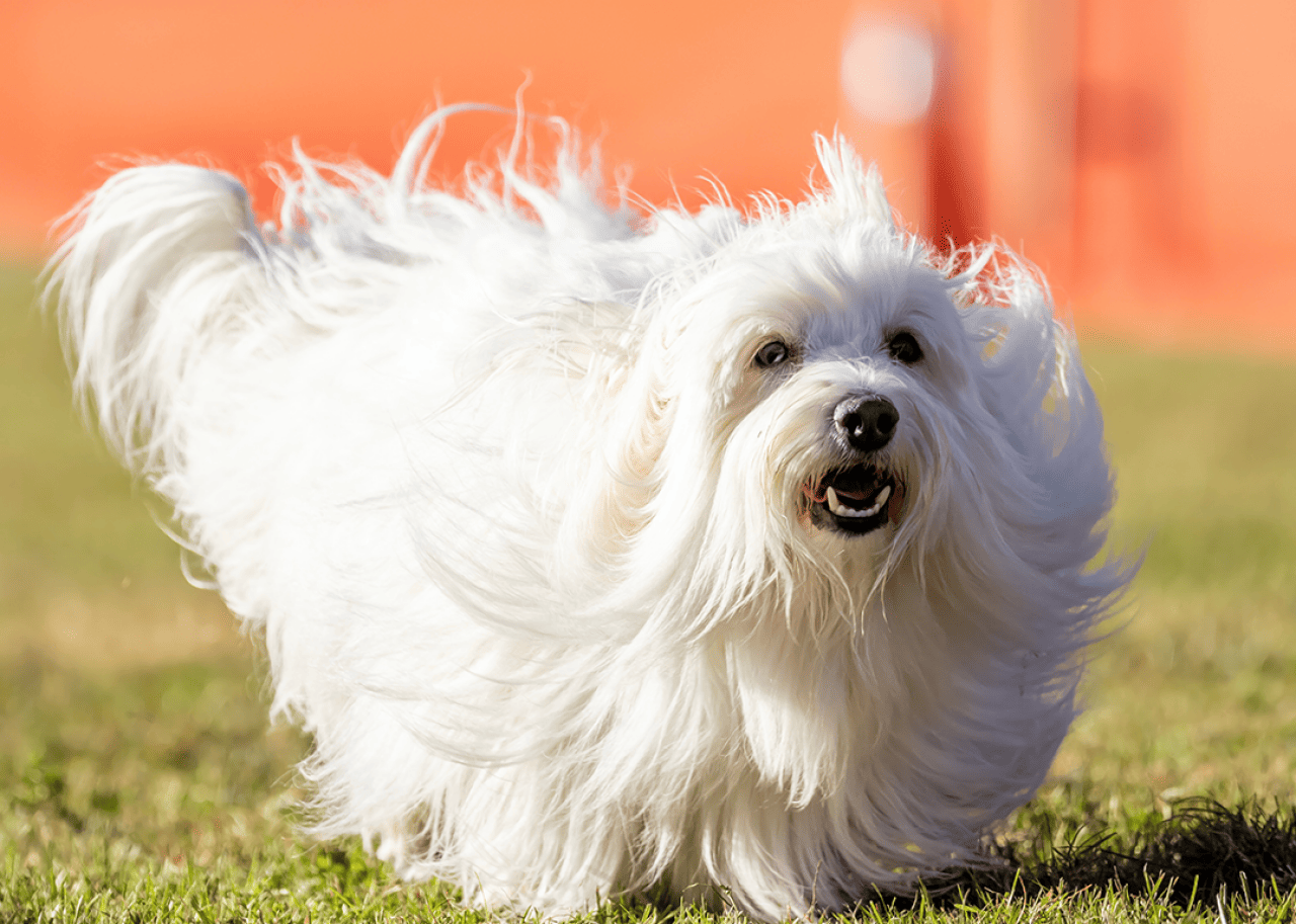 A white long haired Coton de Tulear running a lure course.