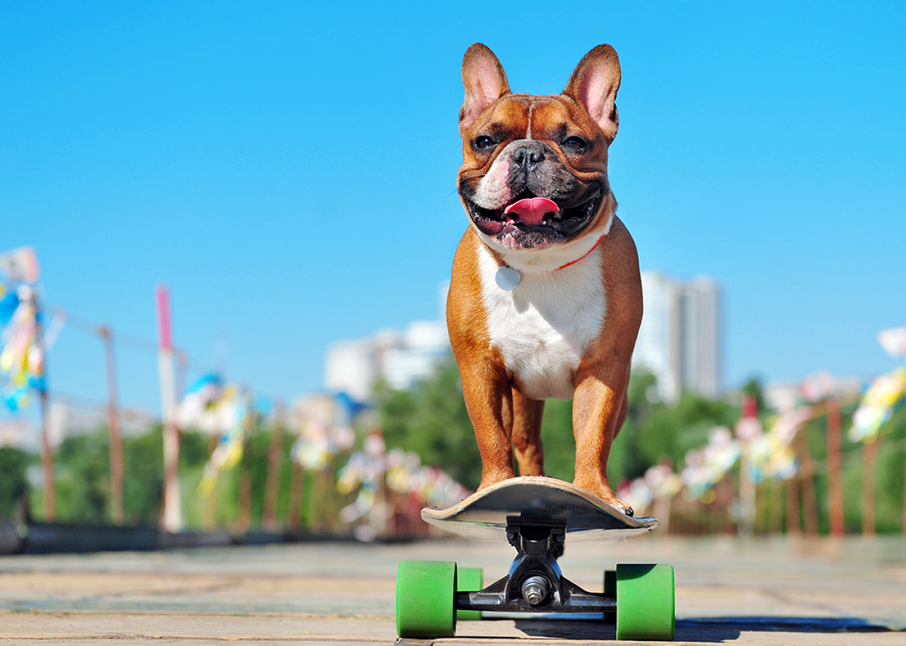 A French bulldog standing on a skateboard against a very blue sky.