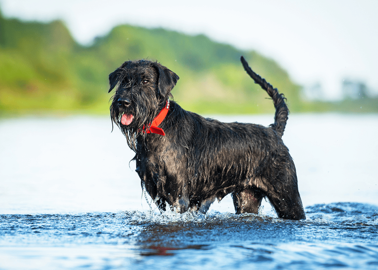 Giant schnauzer dog playing in the water outside.