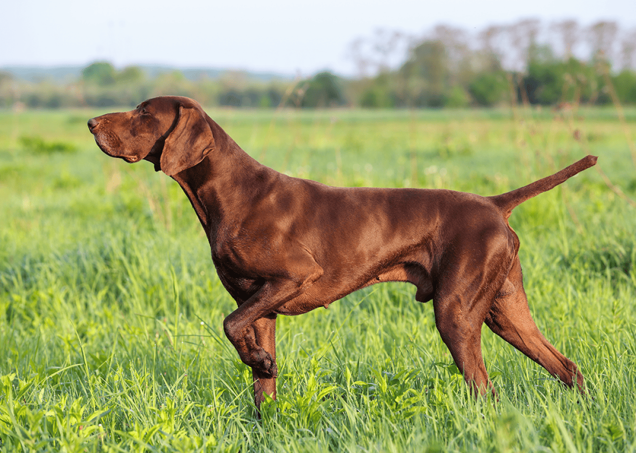 Brown German shorthaired pointer standing in a green field.
