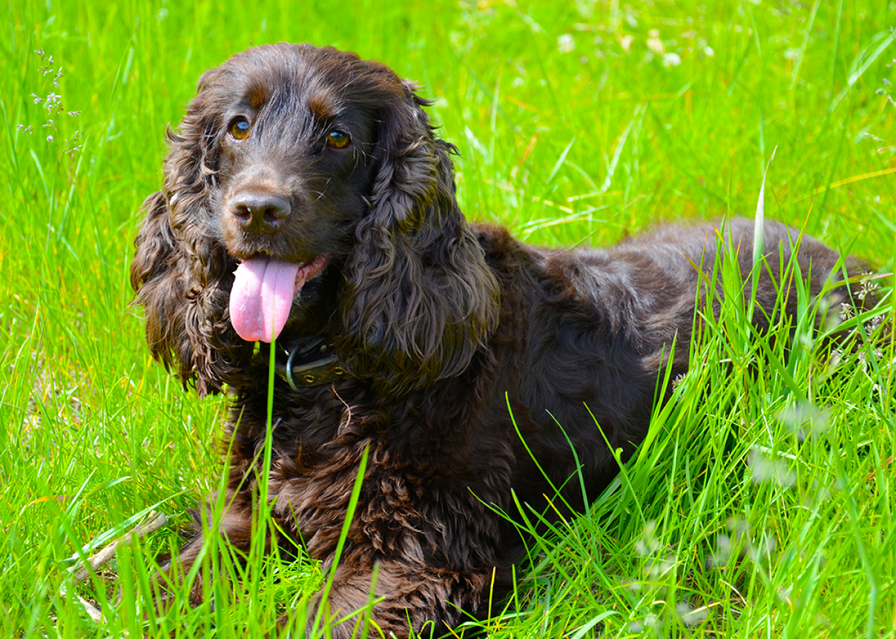 Brown Irish Water Spaniel in the spring garden.