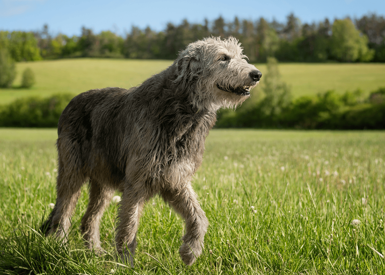 Irish Wolfhound walks in grassy field.