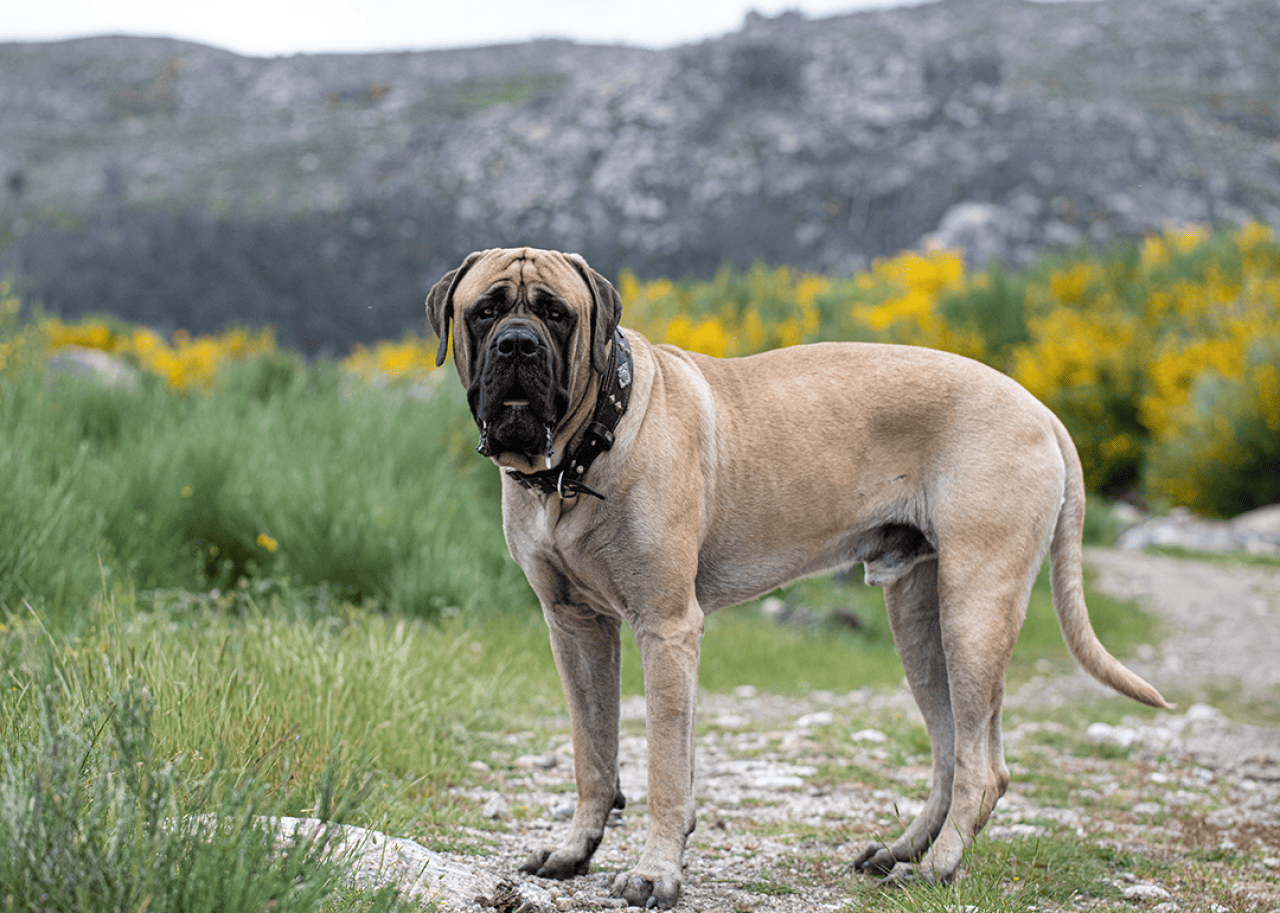 English mastiff standing in field.