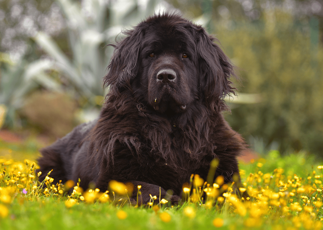 Newfoundland dog sitting in field with flowers.