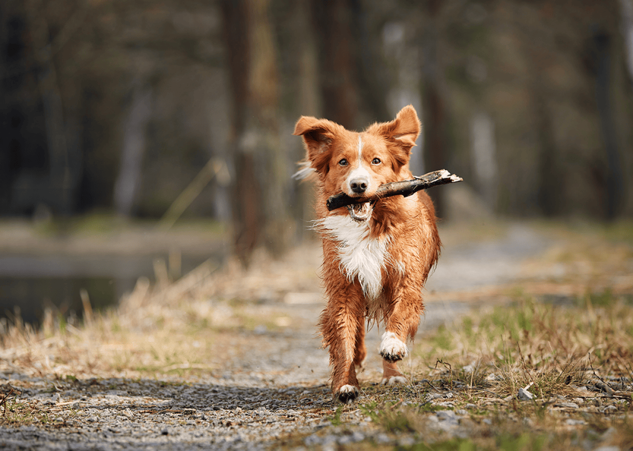 Nova Scotia Duck Tolling Retriever running with stick on footpath.