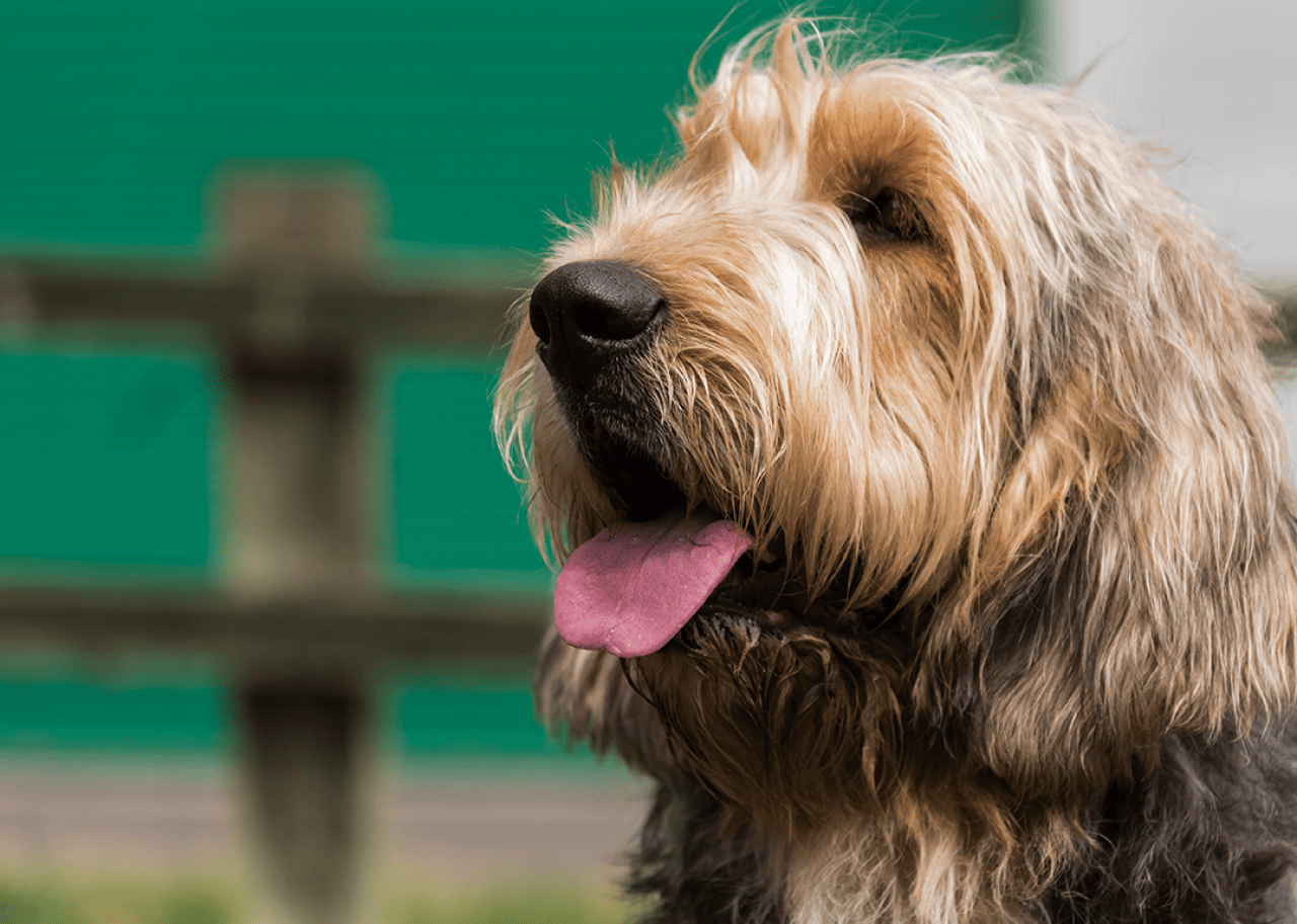Portrait of an Otterhound looking up.