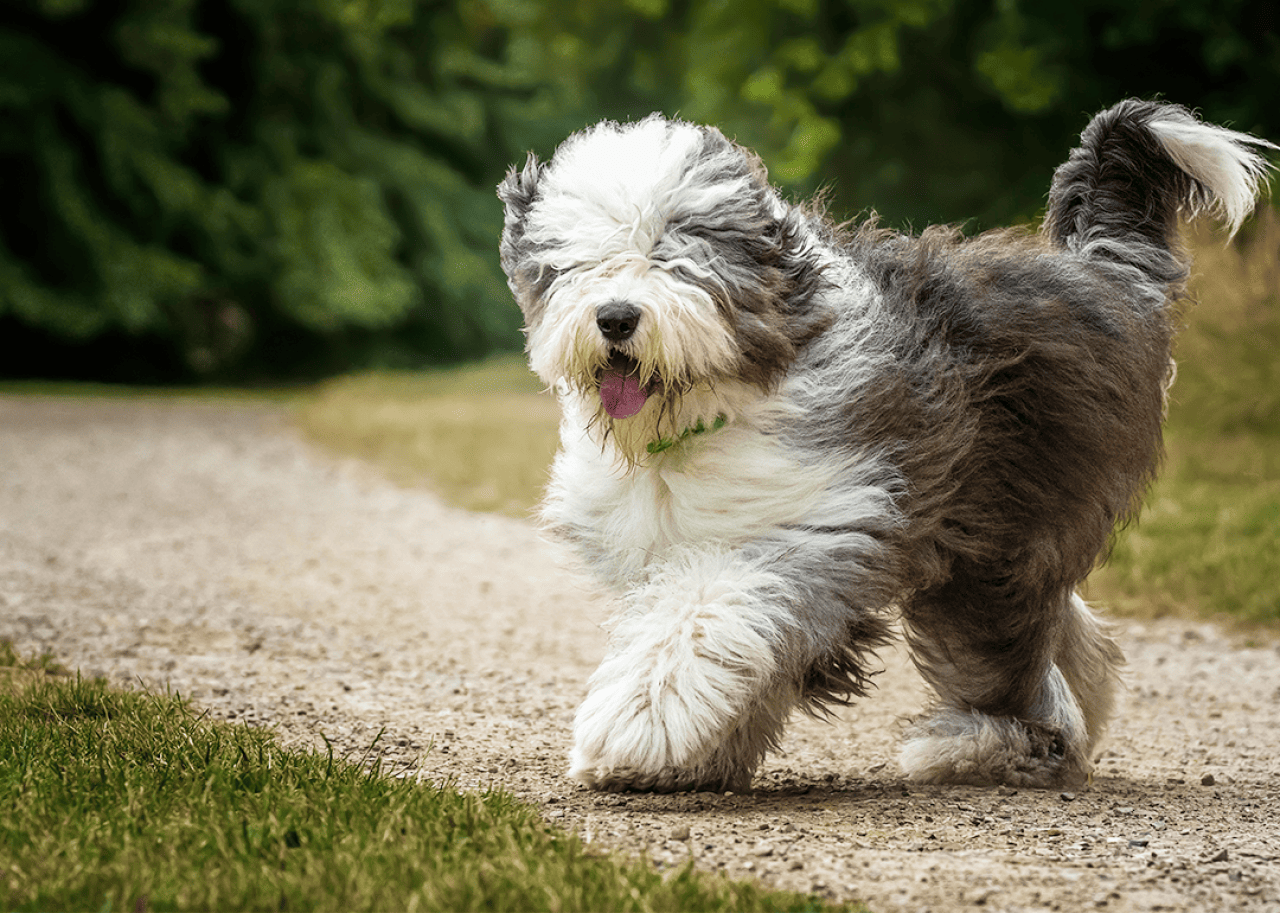 Old English Sheepdog walking on gravel path.