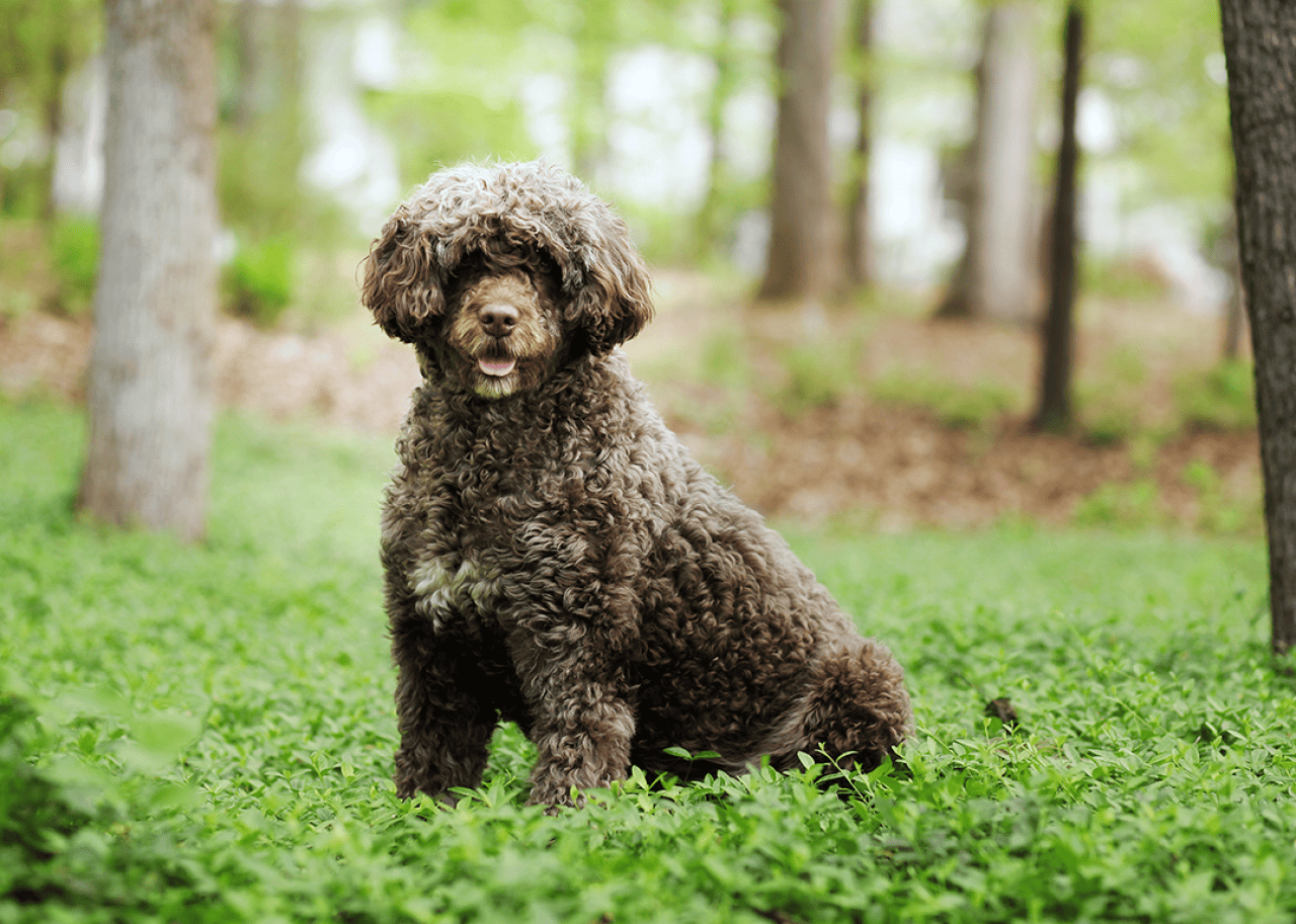 A brown Portuguese water dog stands in a forest.
