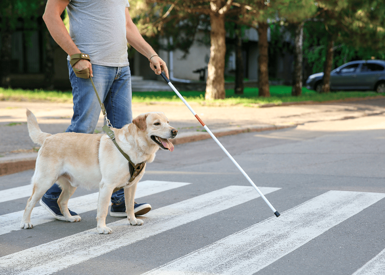 Blind man with guide dog and cane in crosswalk.