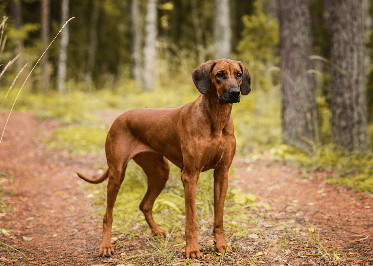 Rhodesian Ridgeback standing in forest.