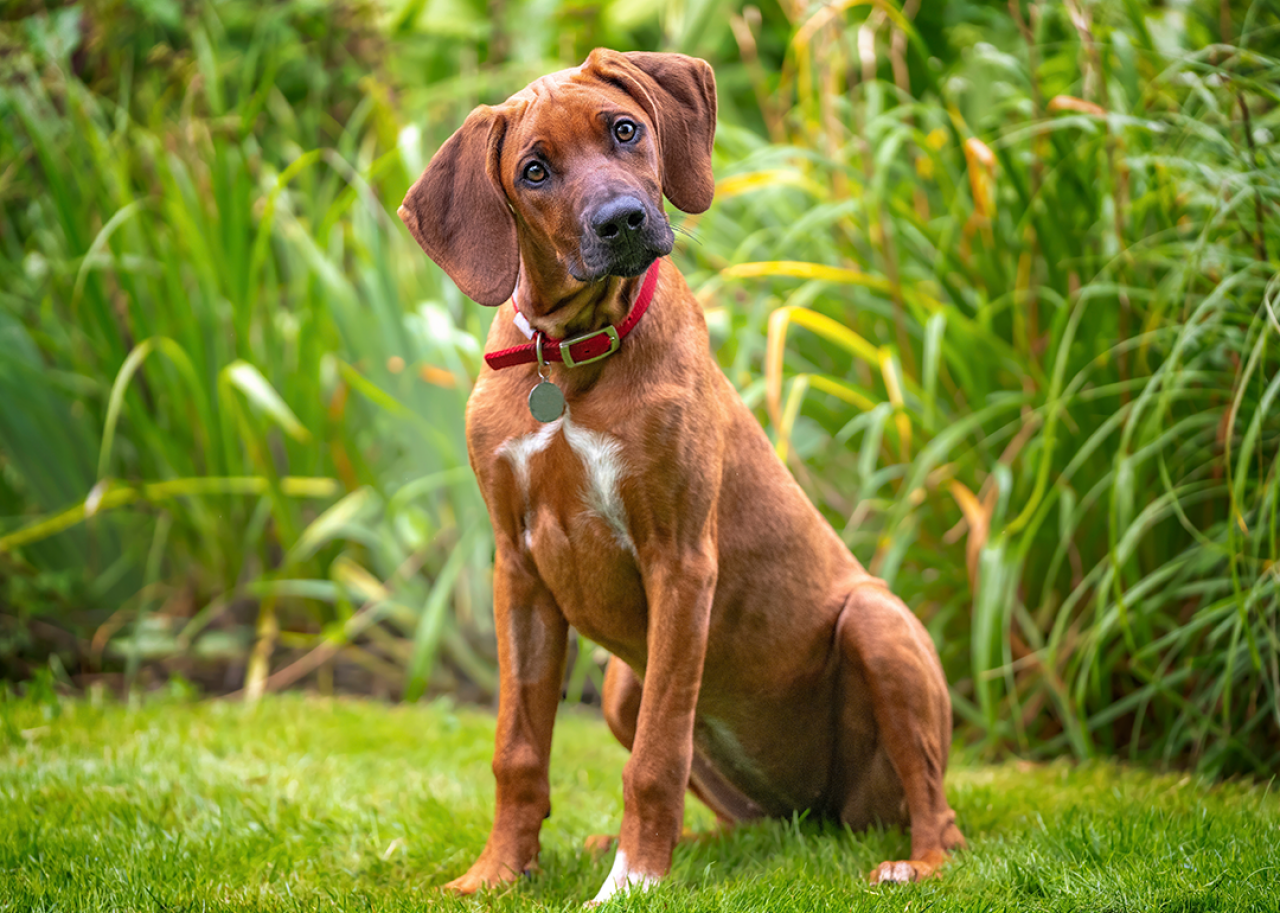 Six month old Rhodesian ridgeback puppy with a head tilt looking at the camera.