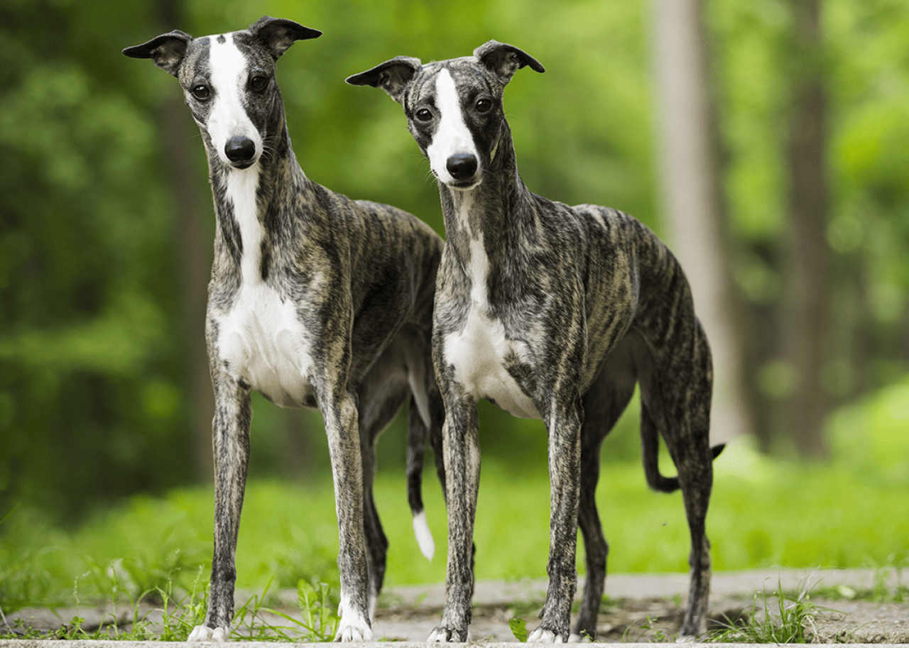Two gray and white whippets standing in a park.