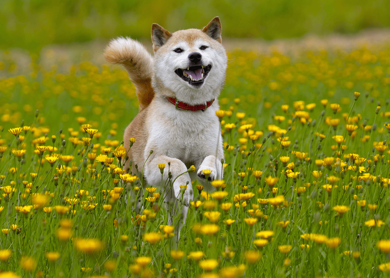 A Shiba Inu running in a field of dandelions.