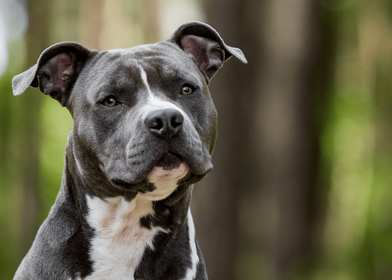 Blue American Staffordshire Terrier portrait.