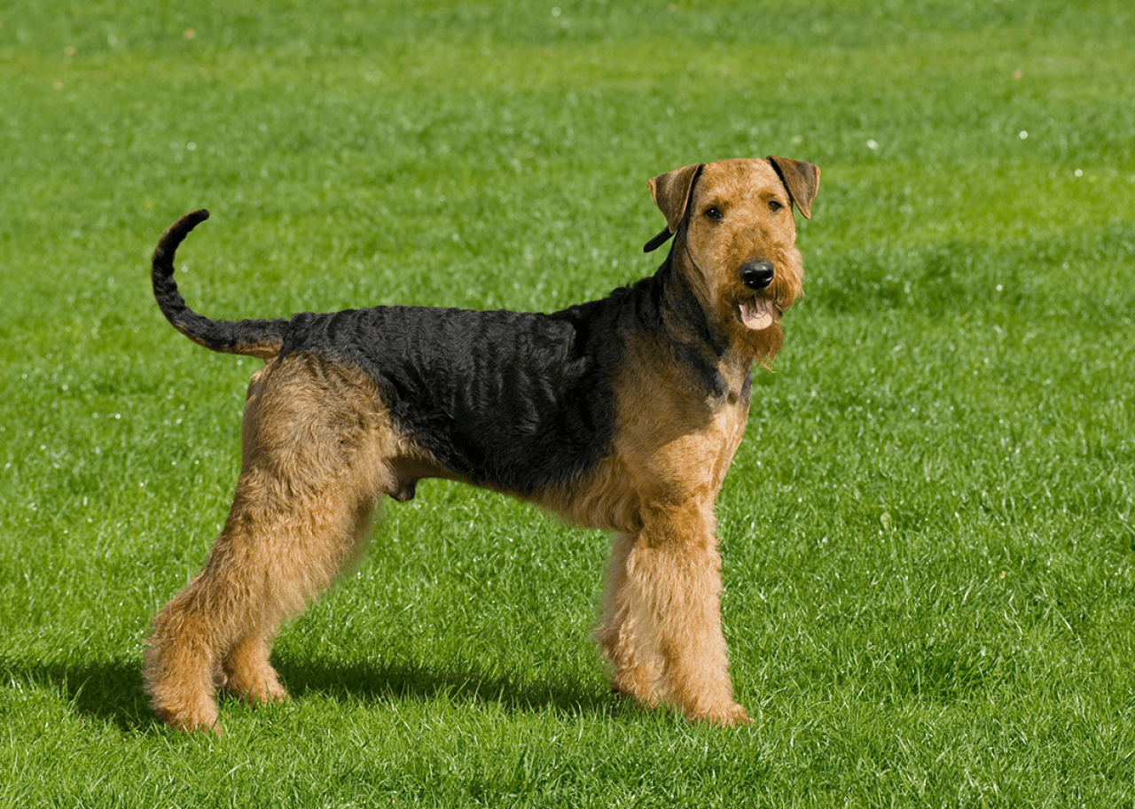 Airedale terrier in a meadow.