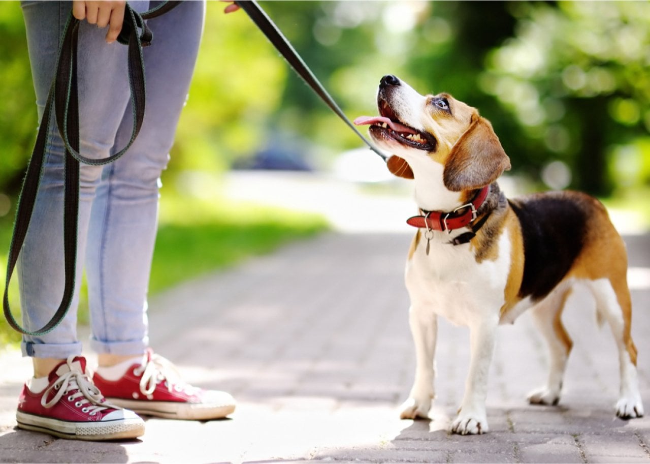 Person walking beagle on leash.