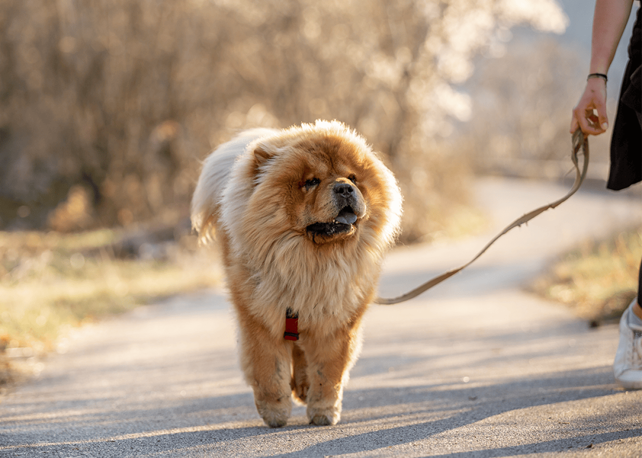 Chow Chow dog walking on path with owner in autumn.
