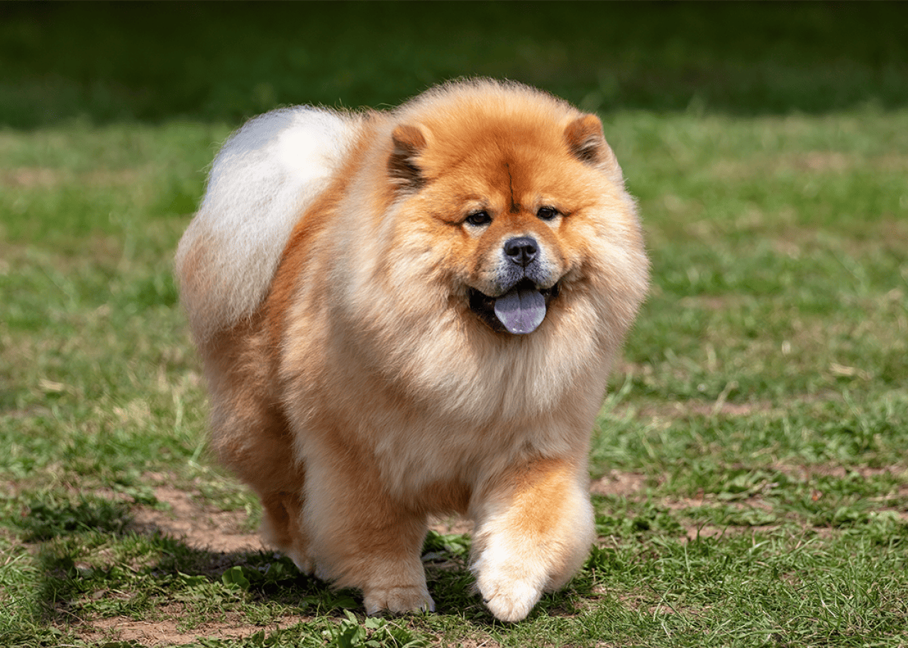 Fluffy Chow Chow dog walking on grass.