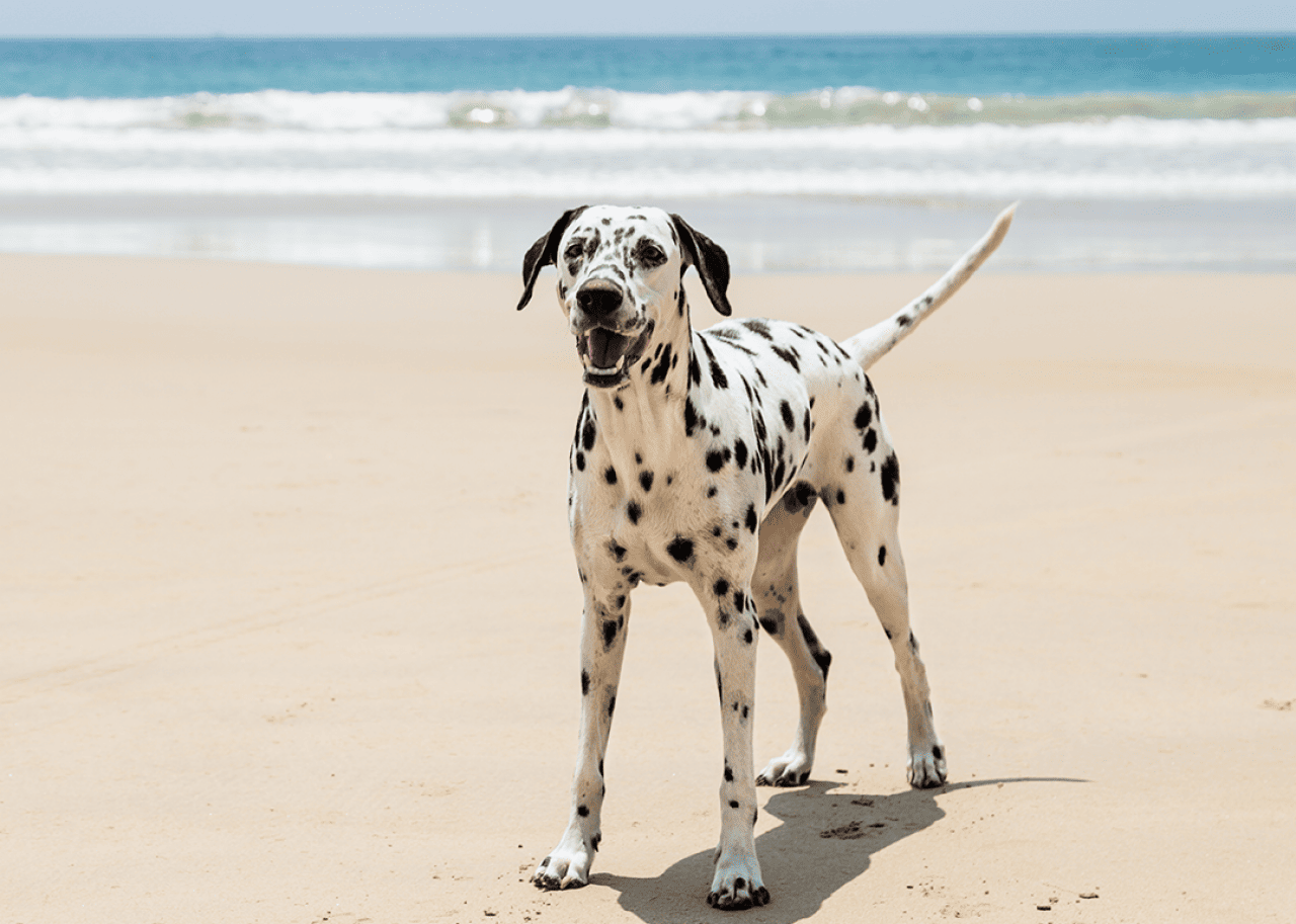 Dalmatian playing on the beach.